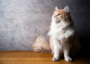 beautiful maine coon cat with fluffy tail sitting on wooden ground looking to the side at copy space beautiful maine coon cat with fluffy tail sitting on wooden ground looking to the side at copy space